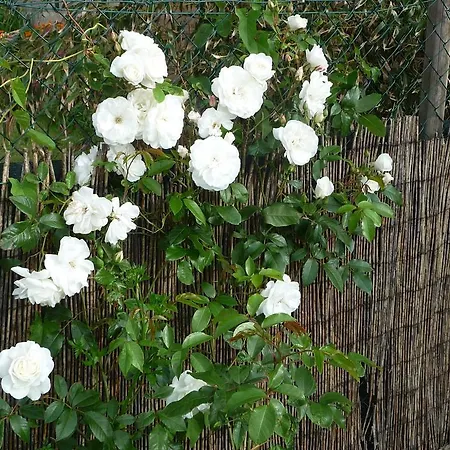 D'hote Fleur De Potager Bed & Breakfast 3*